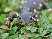 California tiger salamander. Credit: Adam G. Clause